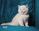 Кошки в Красноярске: Котята на резервирование Девочка, 50 000 руб. - фото 6