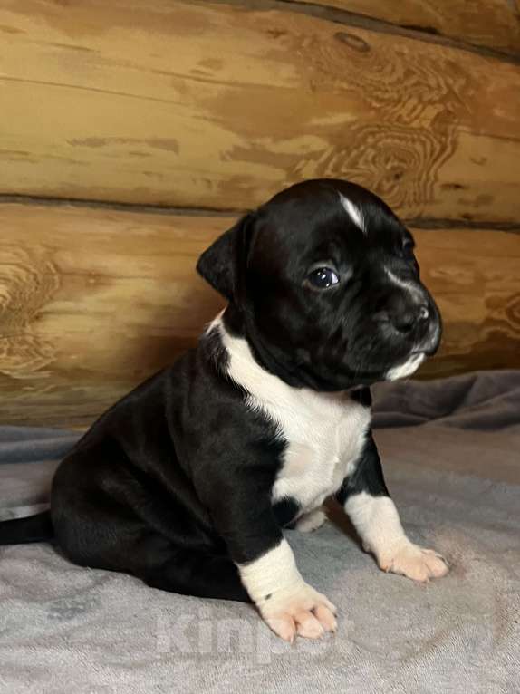 Собаки в Москве: Щенок американского стаффордширского терьера! ???? Мальчик, 75 000 руб. - фото 5