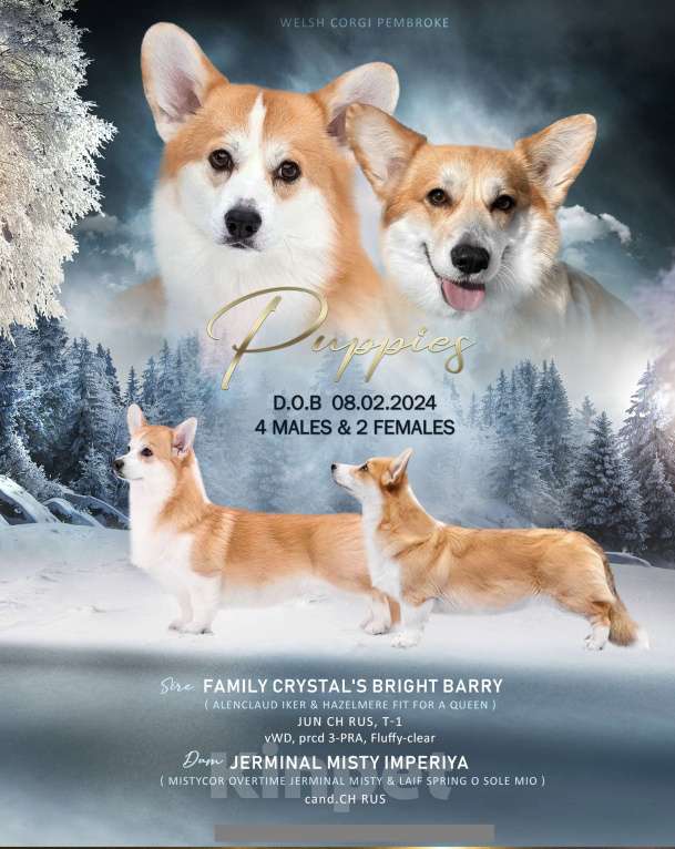 Собаки в Москве: Щенок корги 3 месяца Мальчик, 45 000 руб. - фото 7