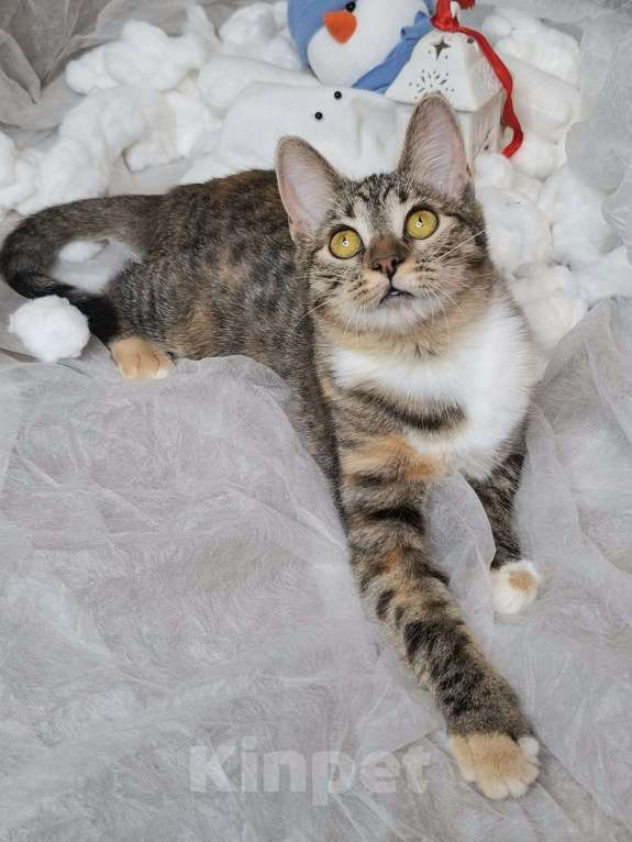 Кошки в Москве: Кошечка-подросток с рыжими лапками в добрые руки  Девочка, Бесплатно - фото 3