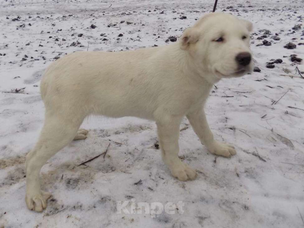 Собаки в Москве: Среднеазиатская овчарка, щенки Девочка, 25 000 руб. - фото 6