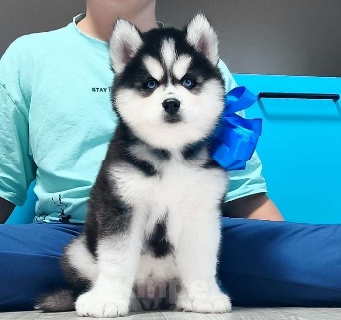 Собаки в других городах Бурятии: Хаски Щенки Разных окрасов Разнополые, Бесплатно - фото 1