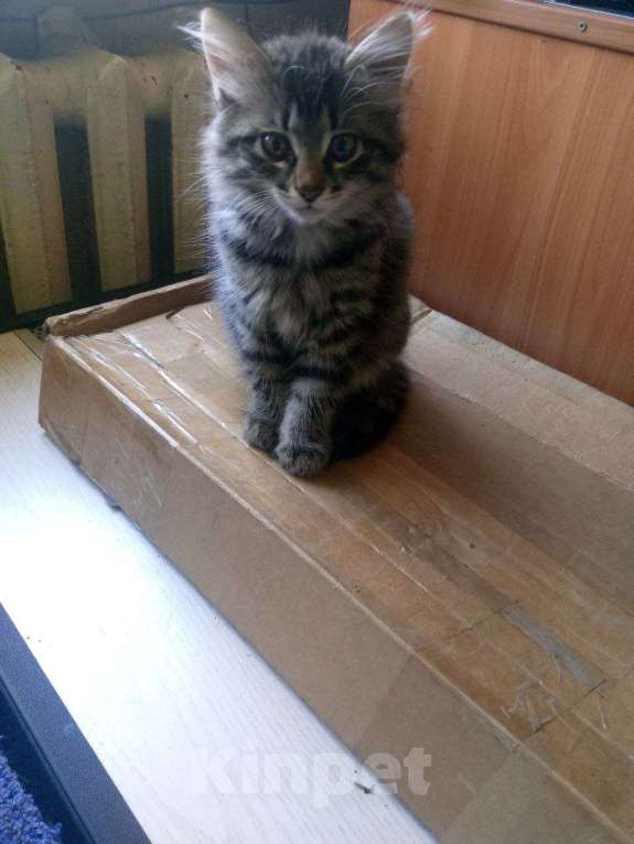 Кошки в Красноярске: Кошечка ищет добрых хозяев Девочка, Бесплатно - фото 1