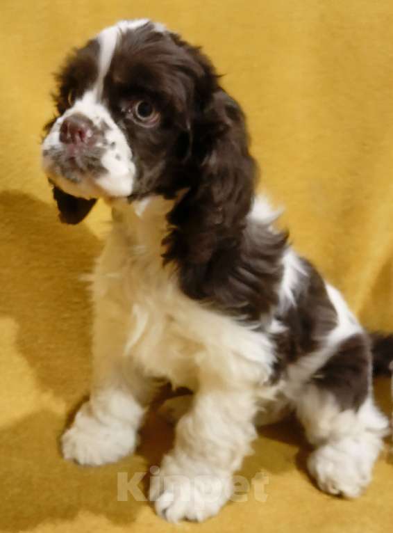 Собаки в Ярцево: Девочка для Обожания!!! Девочка, 55 000 руб. - фото 2