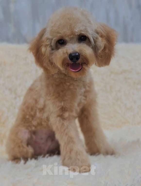 Собаки в Москве: Мальчик Тэдди пудель  Мальчик, 60 000 руб. - фото 4