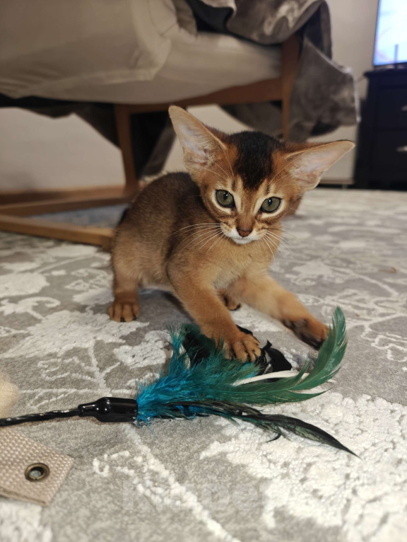 Кошки в Мытищах: Абиссинские котята в домашние любимцы Девочка 2 Девочка, 45 000 руб. - фото 3