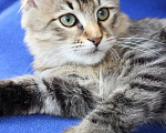 Кошки в Москве: Ласковый котенок Тоша в добрые руки Мальчик, 1 руб. - фото 1