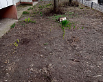 Кошки в Казани: В добрые руки Девочка, Бесплатно - фото 3