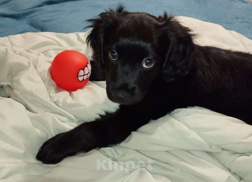 Собаки в Челябинске: Продаю щенка Мальчик, Бесплатно - фото 9