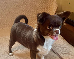 Собаки в Санкт-Петербурге: Щенок чихуахуа, девочка Девочка, 60 000 руб. - фото 4