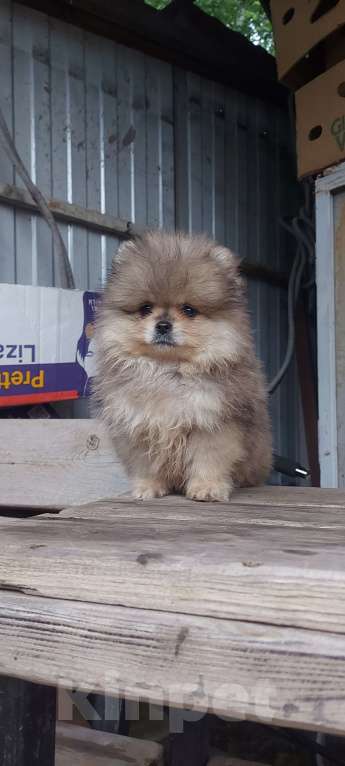 Собаки в Туле: Блюмка Мальчик, 50 000 руб. - фото 2