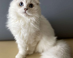 Кошки в Москве: Голубоглазик Мальчик, 30 000 руб. - фото 1