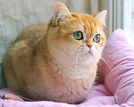 Кошки в Москве: Роскошная золотая британская кошечка Девочка, 15 000 руб. - фото 2