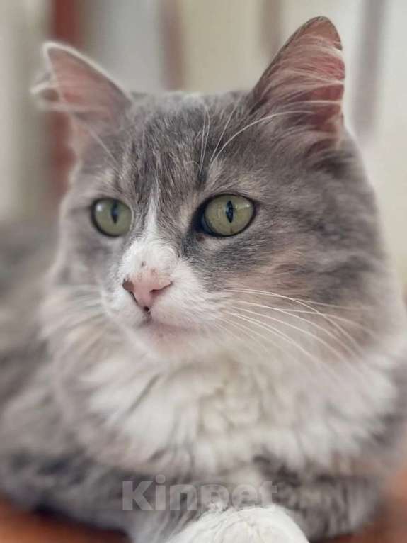 Кошки в Москве: Буся ищет дом Девочка, Бесплатно - фото 3