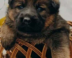 Собаки в Тимашевске: Щенок немецкой овчарки, 1 руб. - фото 1