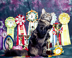 Кошки в Новосибирске: Титулованный кот мейн-кун на вязку, 15 000 руб. - фото 5