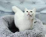 Кошки в Усинске: Кошка белая, Бесплатно - фото 2