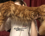 Кошки в Мур: Мейн кун на вязку (кот), 3 000 руб. - фото 3