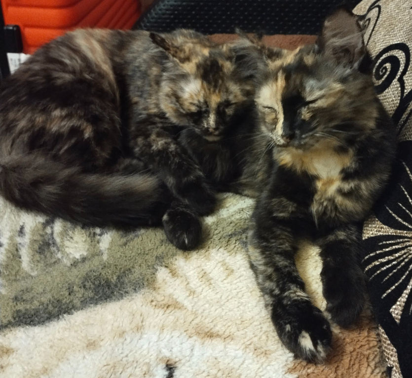 Кошки в Астрахани: Отдам котят Разнополые, Бесплатно - фото 2