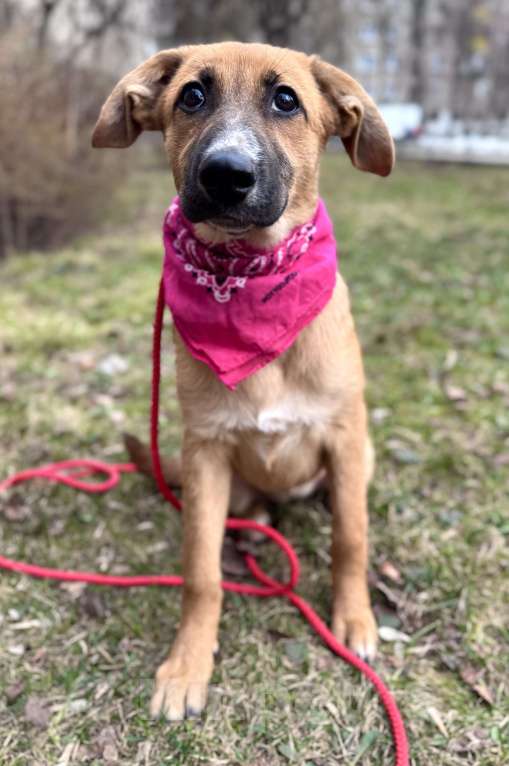 Собаки в Москве: Щенок Минди ищет дом Девочка, Бесплатно - фото 2