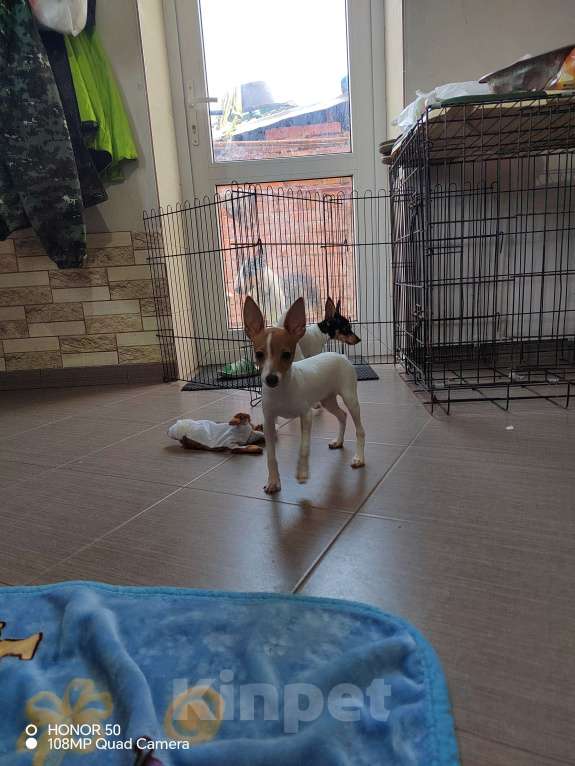 Собаки в Краснодаре: Щенок той фокстерьер Девочка, Бесплатно - фото 3