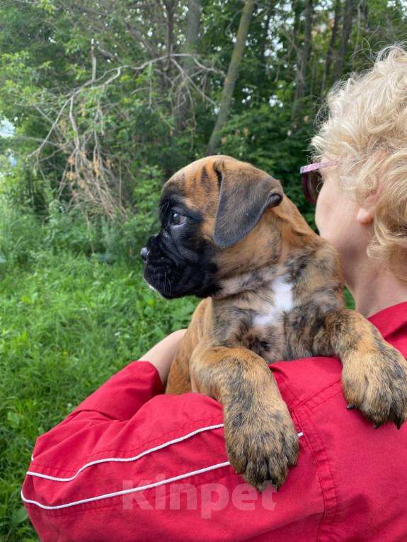 Собаки в Казани: Веселые боксерята Девочка, 50 000 руб. - фото 3