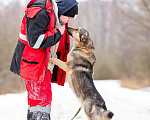 Собаки в других городах Московской области: Ищет дом жизнерадостная Нева Девочка, Бесплатно - фото 3