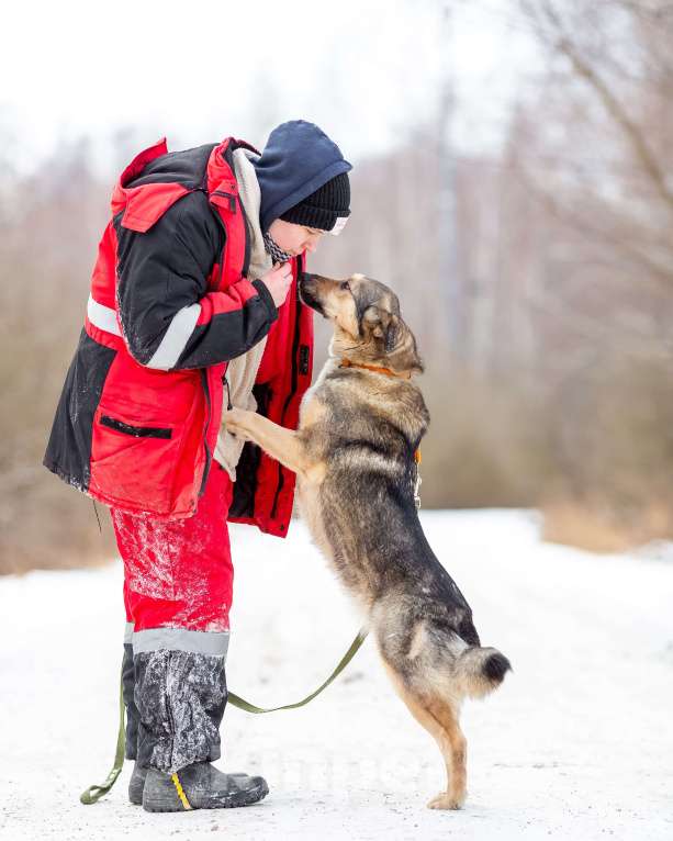 Собаки в других городах Московской области: Ищет дом жизнерадостная Нева Девочка, Бесплатно - фото 3