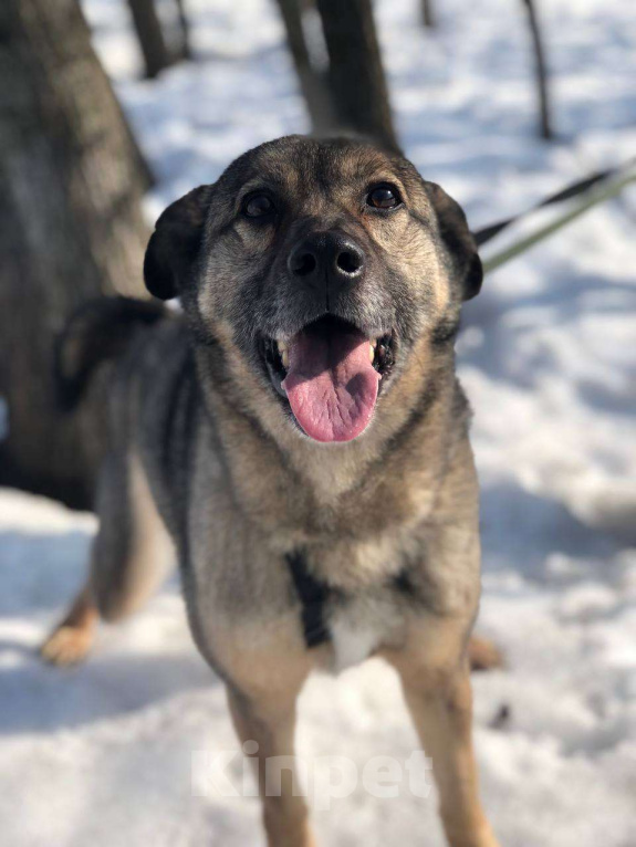 Собаки в Москве: Хозяин, ты где? Чудесная Боня ищет тебя! Девочка, Бесплатно - фото 1