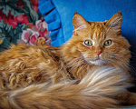 Кошки в Москве: Рыжая пушистая кошка Тина в добрые руки Девочка, 1 руб. - фото 1