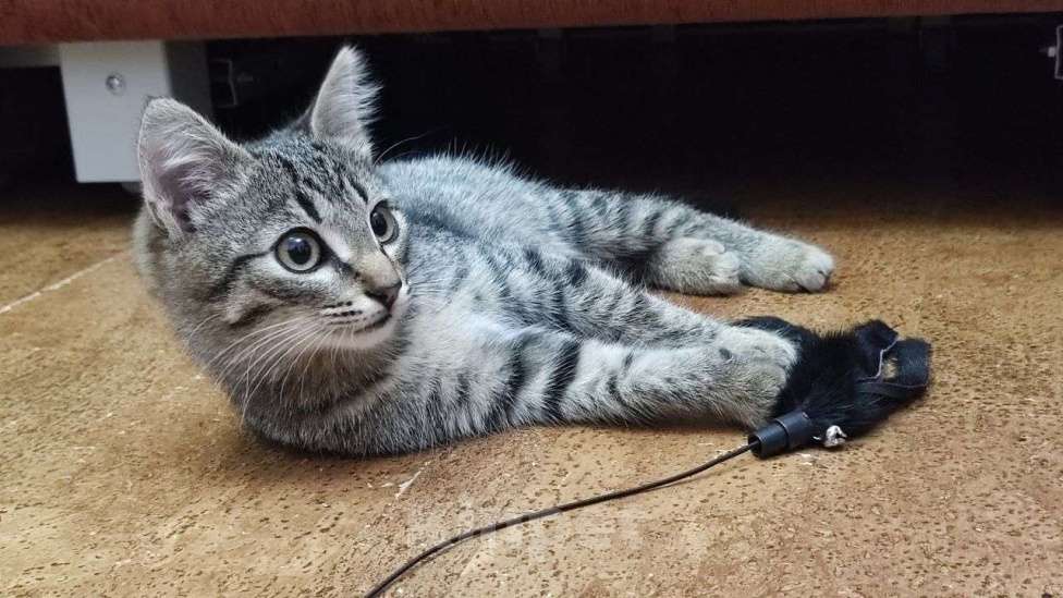 Кошки в Москве: Басик готов к переезду. Добрые хозяева - где вы? Мальчик, Бесплатно - фото 4