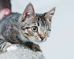 Кошки в Солнечногорске: Котенок ,2 мес в добрые руки Мальчик, Бесплатно - фото 9