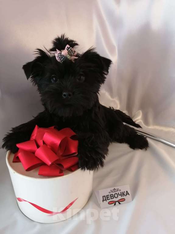 Собаки в Москве: Угольные девочки йорка (черные без подпала) Девочка, 40 000 руб. - фото 2