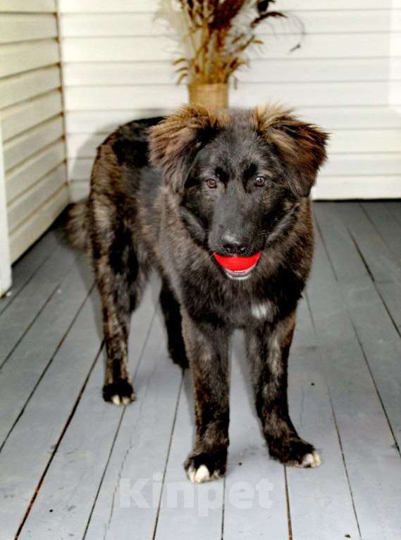 Собаки в Москве: шикарный щенок ищет семью Мальчик, Бесплатно - фото 2