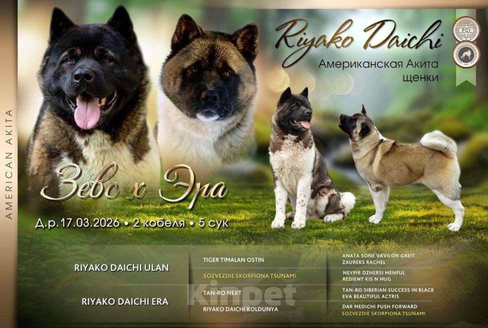 Собаки в Уфе: «Щенки американской акиты от титулованных родителей, докум. РКФ Разнополые, 50 000 руб. - фото 2