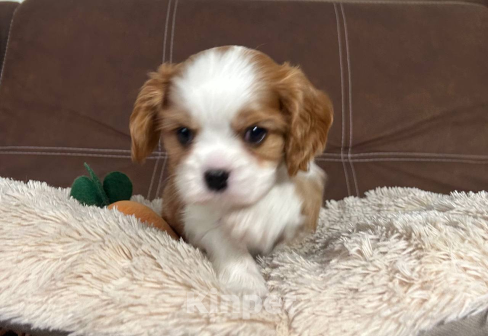 Собаки в других городах Московской области: Ищем хороших родителей. Мальчик, Бесплатно - фото 3