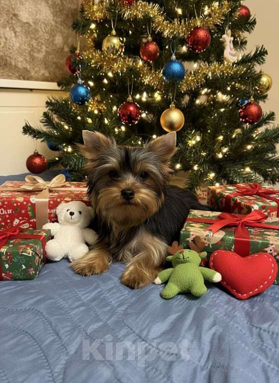 Собаки в Жуковском: Миниатюрный мальчик Мальчик, 25 000 руб. - фото 1