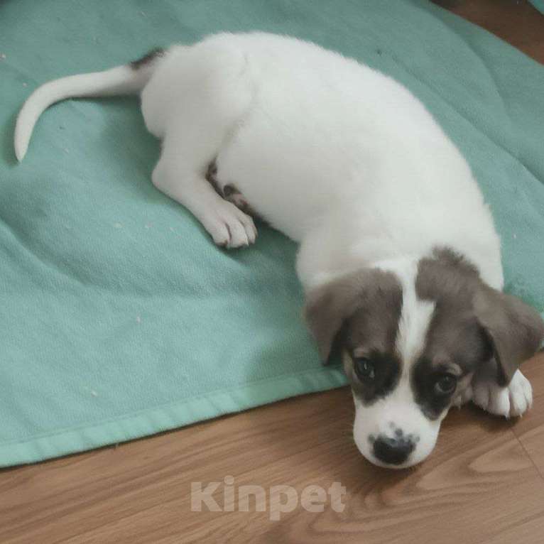 Собаки в Астрахани: Щенок в добрые руки Девочка, Бесплатно - фото 2