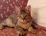 Кошки в Нижнем Новгороде: Котёнок  в добрые руки  Девочка, Бесплатно - фото 5