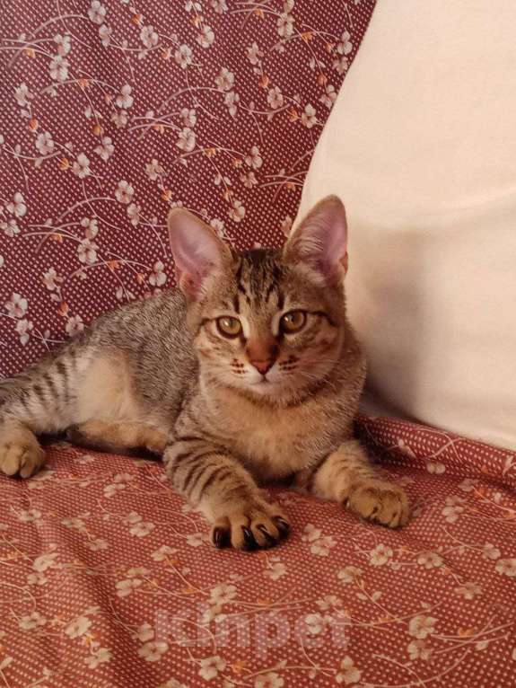 Кошки в Нижнем Новгороде: Котёнок  в добрые руки  Девочка, Бесплатно - фото 5