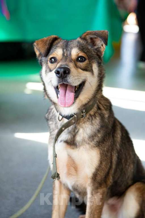 Собаки в Санкт-Петербурге: Всегда всем довольный небольшой пёсик Мальчик, Бесплатно - фото 5