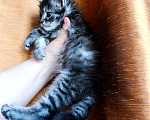 Кошки в Москве: Мейн кун девочка Девочка, 35 000 руб. - фото 5
