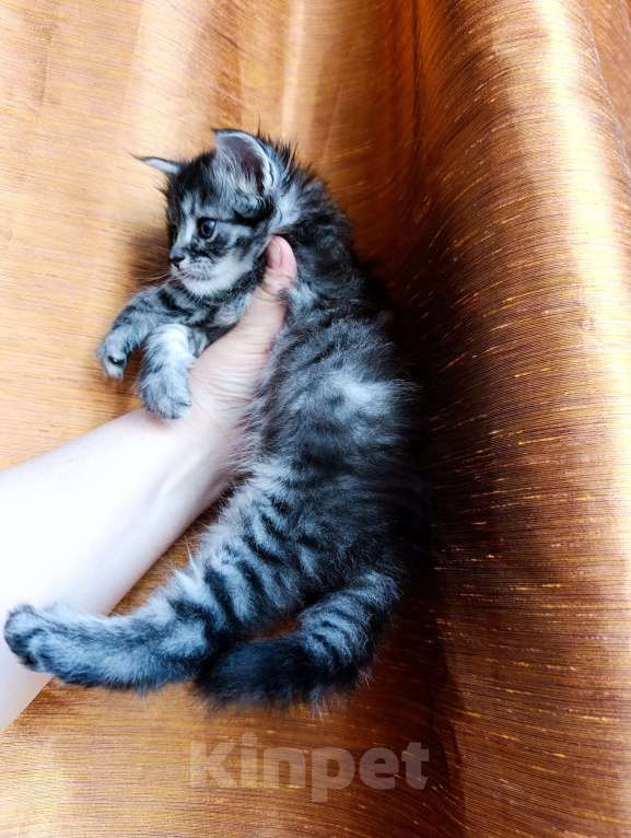 Кошки в Москве: Мейн кун девочка Девочка, 35 000 руб. - фото 5