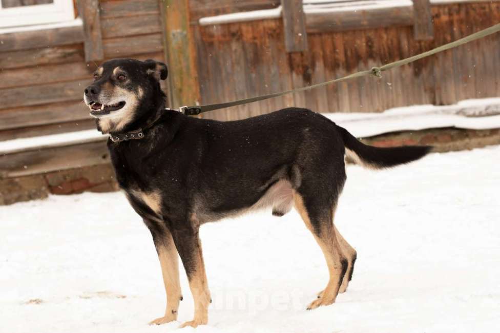 Собаки в Тамбове: Клинт в поиске... Вас? Мальчик, Бесплатно - фото 2