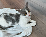 Кошки в Красноярске: Отдам в добрые руки котенка девочку. Девочка, Бесплатно - фото 6