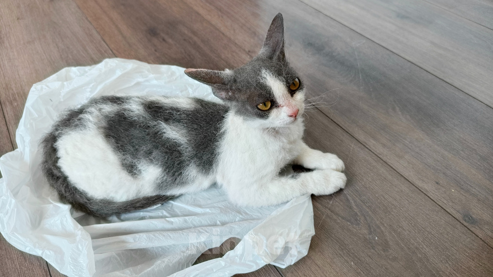 Кошки в Красноярске: Отдам в добрые руки котенка девочку. Девочка, Бесплатно - фото 6