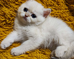 Кошки в Туле: Шотландские золотые котята Разнополые, 17 000 руб. - фото 7