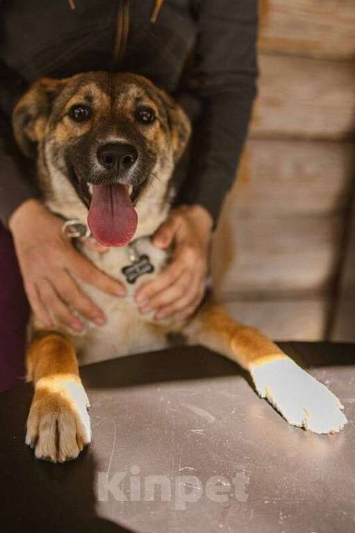 Собаки в Москве: Умница щенок Лапочка в добрые руки Девочка, Бесплатно - фото 5