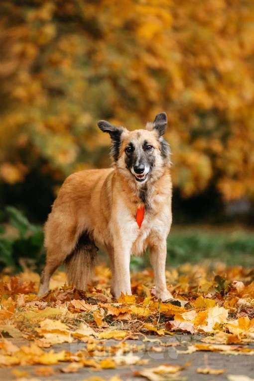 Собаки в Москве: Принцесса Сента в поиске дома! Девочка, Бесплатно - фото 9