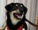 Собаки в Москве: Небольшой песик Масяня ищет дом! Мальчик, Бесплатно - фото 1